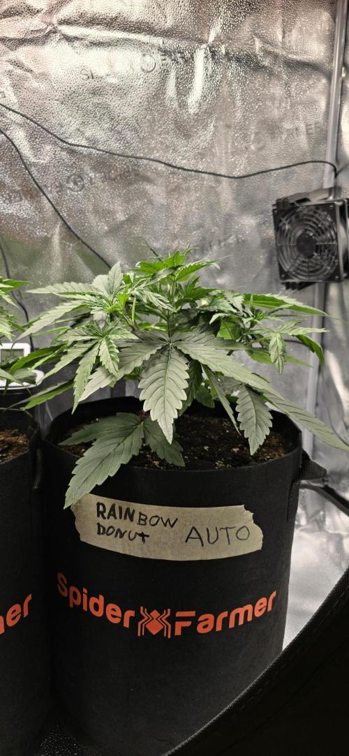 🔥3 Strains Chaos - Anesia Seeds grow. Week 3 - Rainbow Donut Day 21