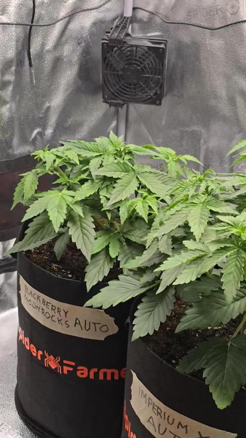 🔥3 Strains Chaos - Anesia Seeds grow