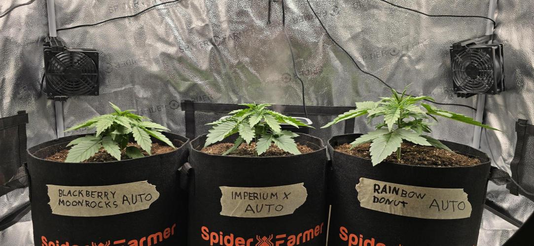 🔥3 Strains Chaos - Anesia Seeds grow. Week 3 - All 3 Day 15