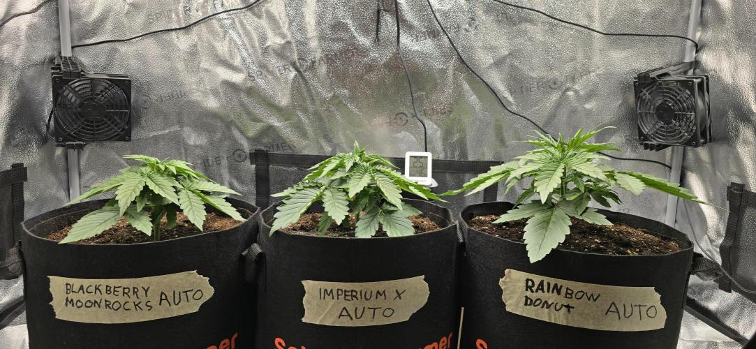 🔥3 Strains Chaos - Anesia Seeds grow. Week 3 - All 3 Day 16