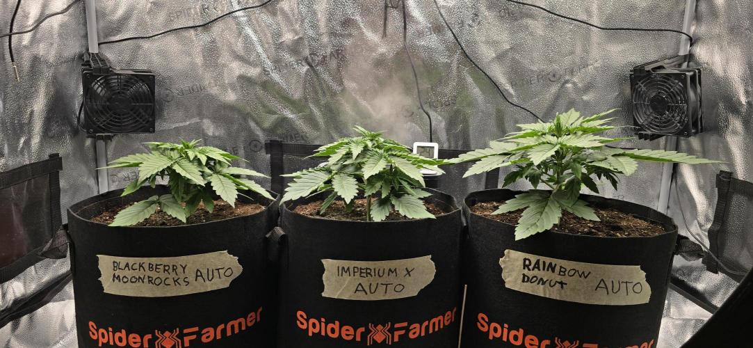 🔥3 Strains Chaos - Anesia Seeds grow. Week 3 - All 3 Day 17