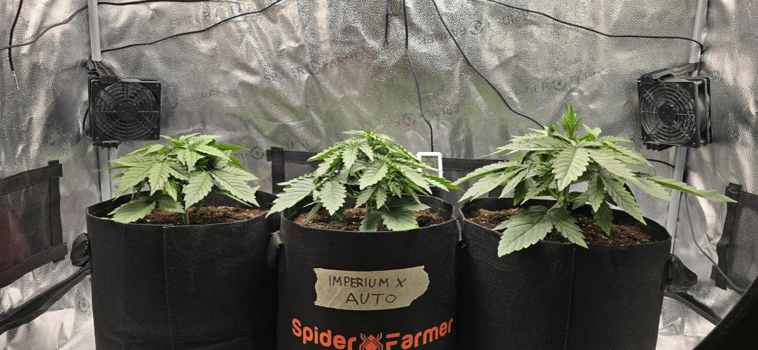 🔥3 Strains Chaos - Anesia Seeds grow. Week 3 - All 3 Day 18