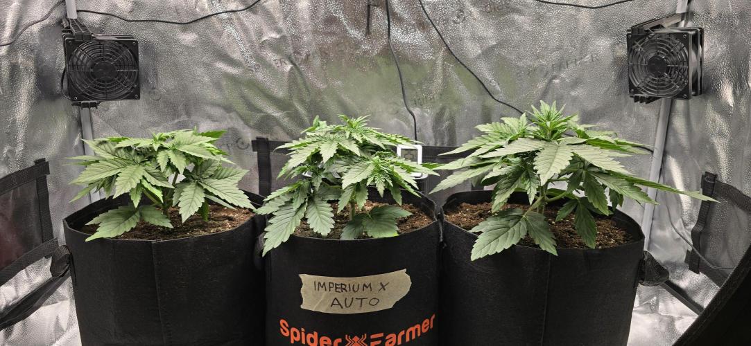 🔥3 Strains Chaos - Anesia Seeds grow. Week 3 - All 3 Day 19