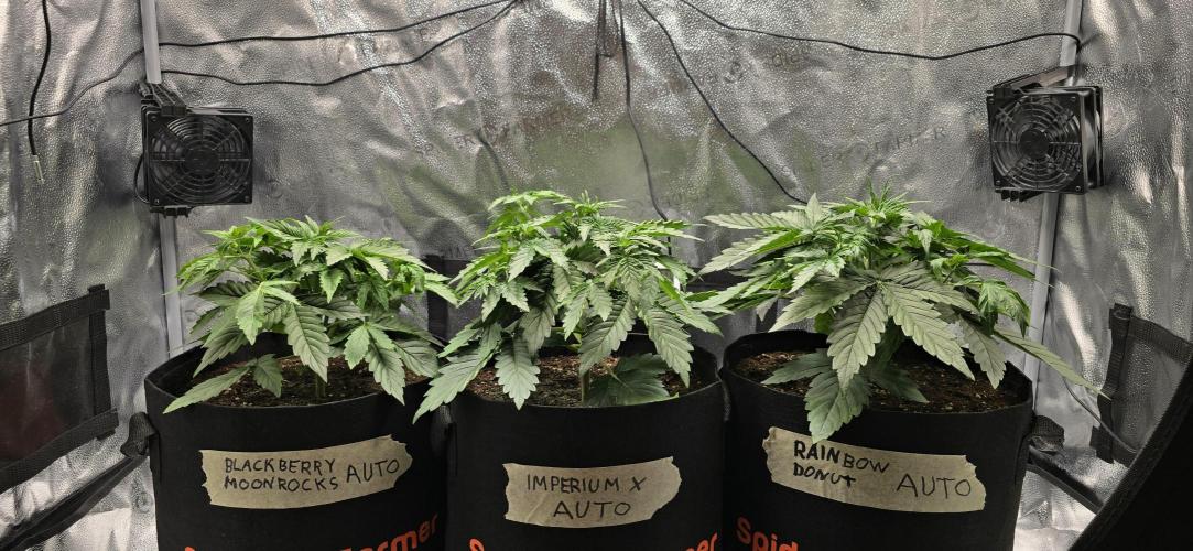 🔥3 Strains Chaos - Anesia Seeds grow. Week 3 - All 3 Day 20