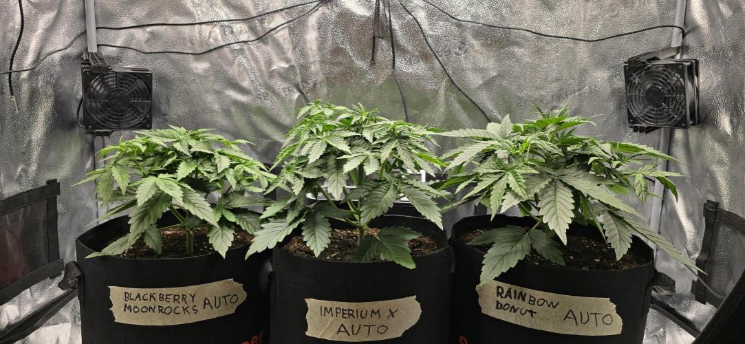🔥3 Strains Chaos - Anesia Seeds grow. Week 3 - All 3 Day 21