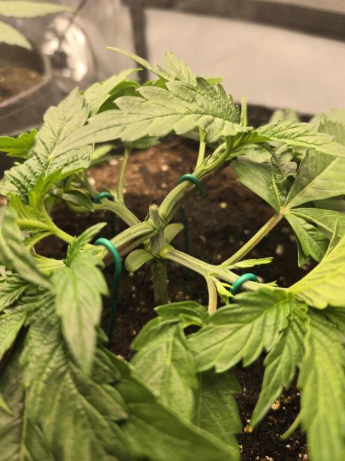 🍋Monster Lemon Cherry Gelato🍒🍦. Week 2