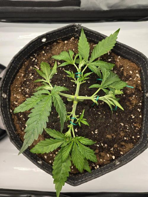🍋Monster Lemon Cherry Gelato🍒🍦. Week 2