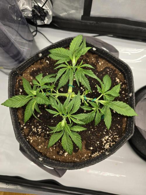 🍋Monster Lemon Cherry Gelato🍒🍦. Week 2