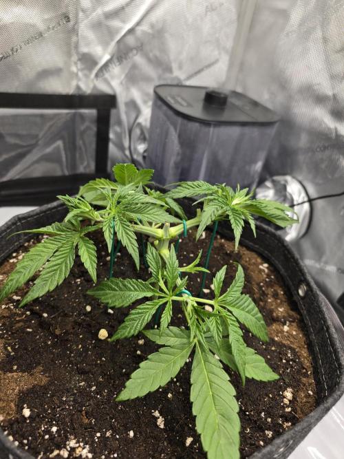 🍋Monster Lemon Cherry Gelato🍒🍦. Week 2