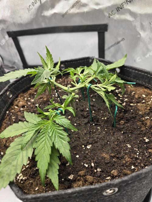 🍋Monster Lemon Cherry Gelato🍒🍦. Week 2