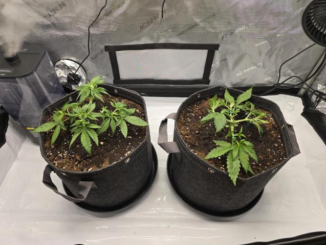 🍋Monster Lemon Cherry Gelato🍒🍦. Week 2