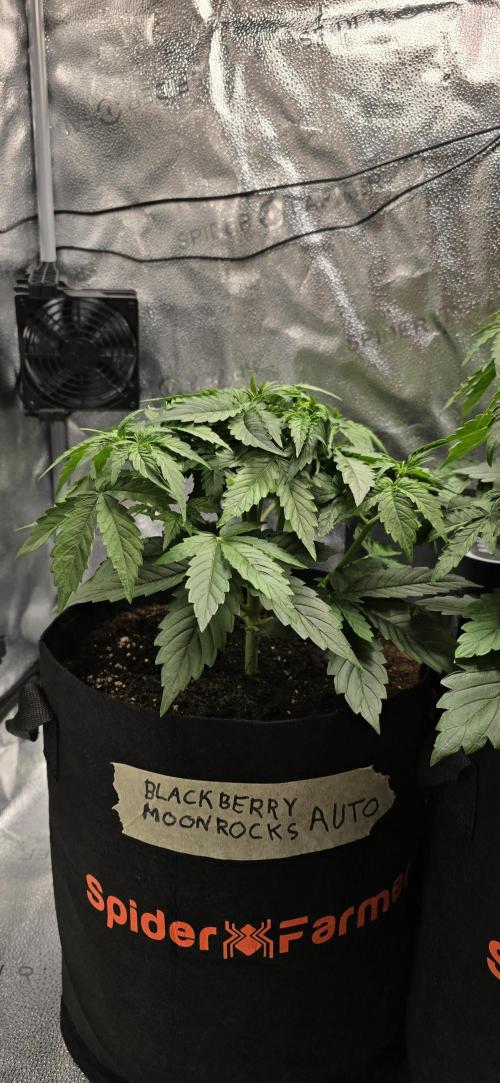 🔥3 Strains Chaos - Anesia Seeds grow. Week 4 - Blackberry Moonrocks Day 22