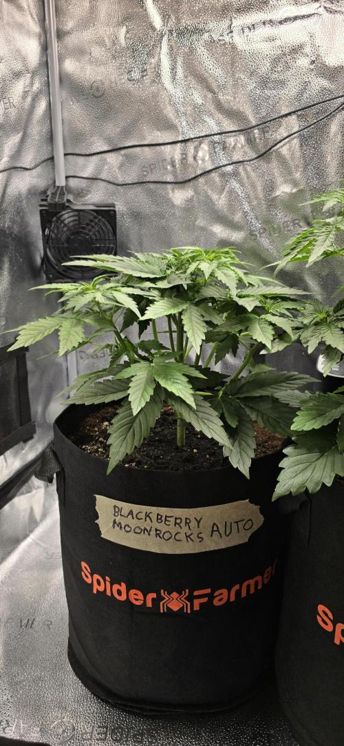 🔥3 Strains Chaos - Anesia Seeds grow. Week 4 - Blackberry Moonrocks Day 23
