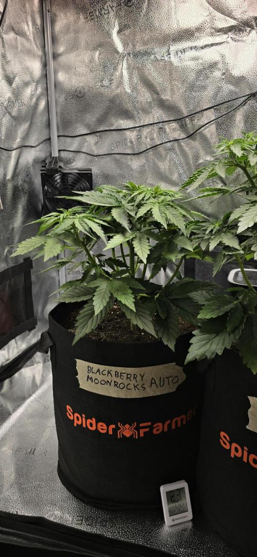 🔥3 Strains Chaos - Anesia Seeds grow. Week 4 - Blackberry Moonrocks Day 24