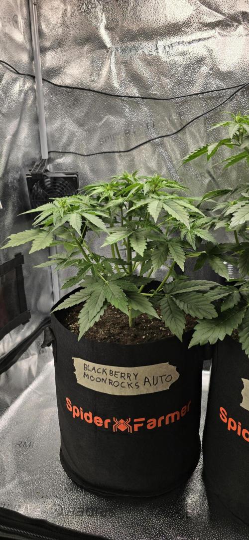 🔥3 Strains Chaos - Anesia Seeds grow. Week 4 - Blackberry Moonrocks Day 25
