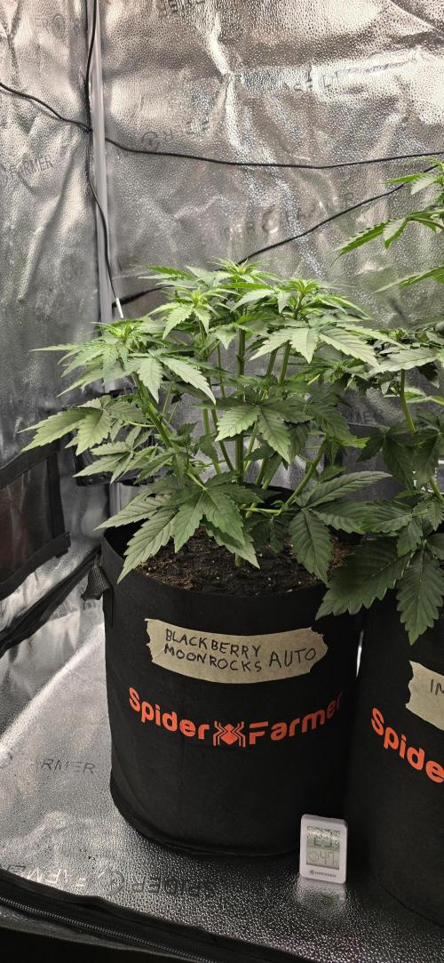🔥3 Strains Chaos - Anesia Seeds grow. Week 4 - Blackberry Moonrocks Day 26