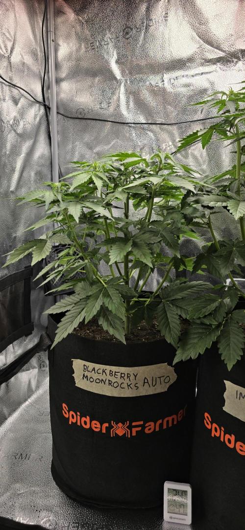 🔥3 Strains Chaos - Anesia Seeds grow. Week 4 - Blackberry Moonrocks Day 27