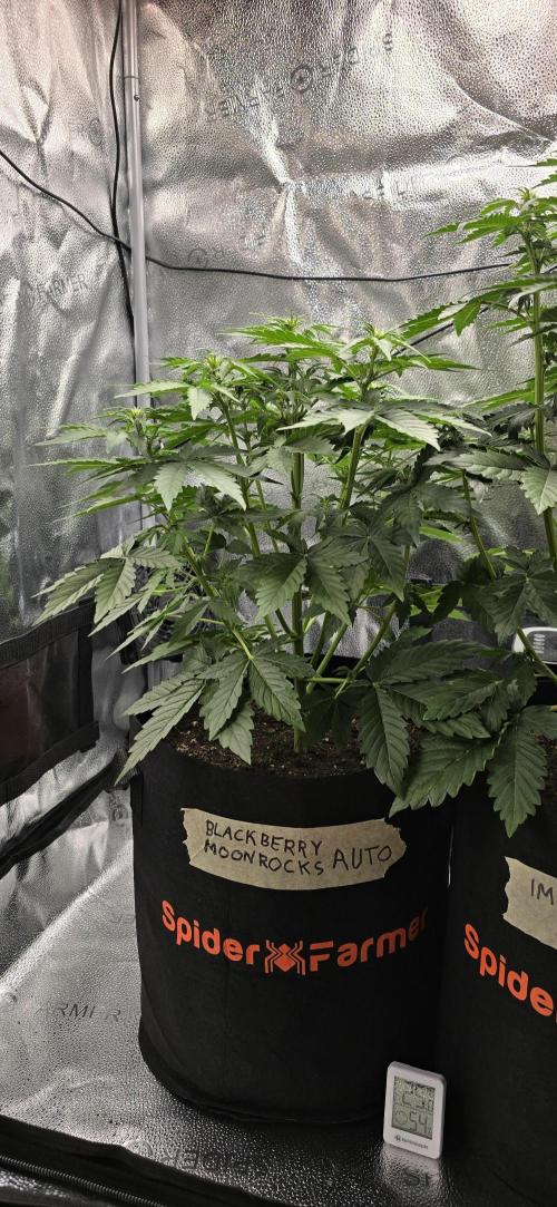 🔥3 Strains Chaos - Anesia Seeds grow. Week 4 - Blackberry Moonrocks Day 28