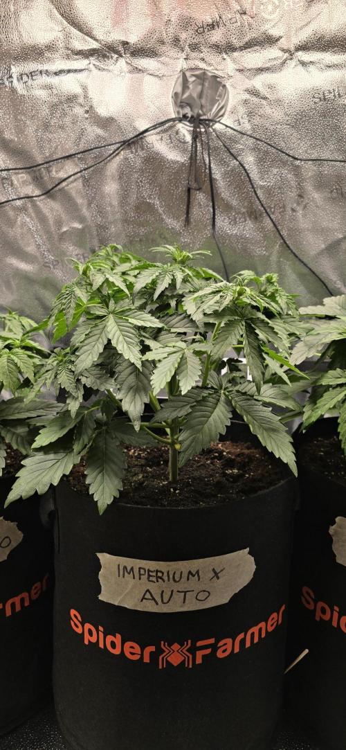 🔥3 Strains Chaos - Anesia Seeds grow. Week 4 - Imperium X Day 22
