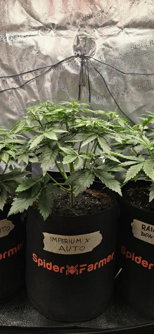 🔥3 Strains Chaos - Anesia Seeds grow. Week 4 - Imperium X Day 23