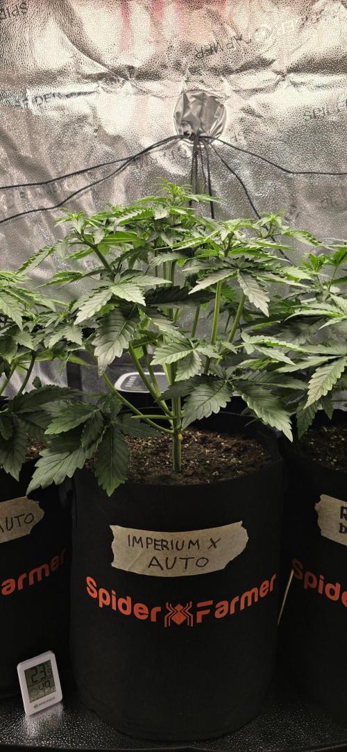 🔥3 Strains Chaos - Anesia Seeds grow. Week 4 - Imperium X Day 24
