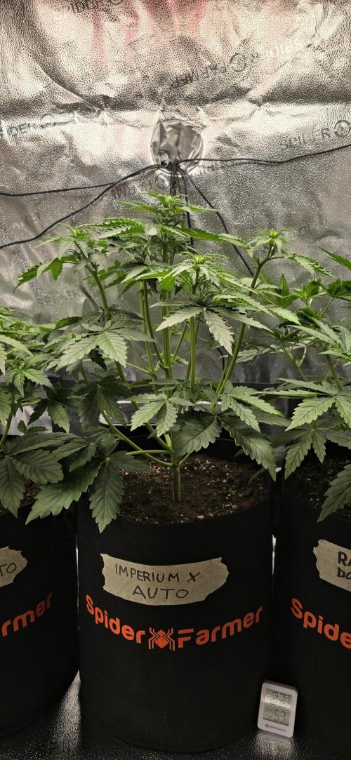 🔥3 Strains Chaos - Anesia Seeds grow. Week 4 - Imperium X Day 25