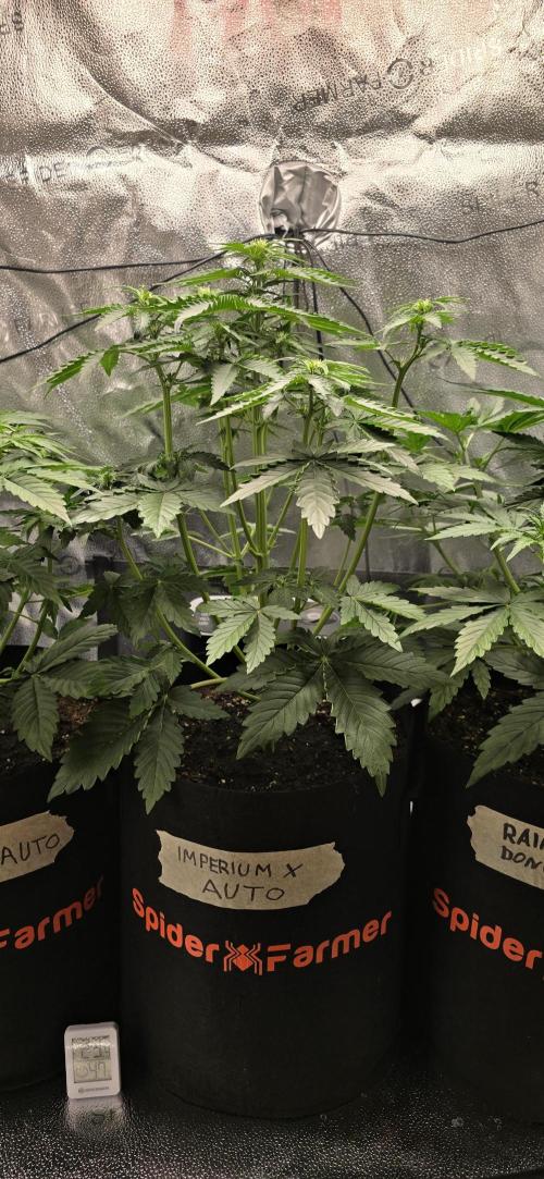 🔥3 Strains Chaos - Anesia Seeds grow. Week 4 - Imperium X Day 26