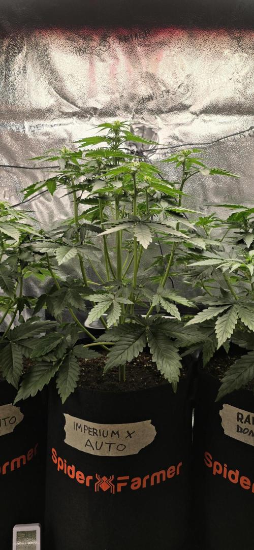 🔥3 Strains Chaos - Anesia Seeds grow. Week 4 - Imperium X Day 27
