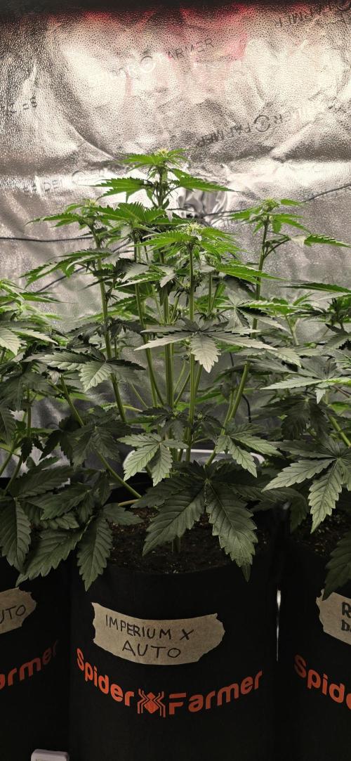 🔥3 Strains Chaos - Anesia Seeds grow. Week 4 - Imperium X Day 28