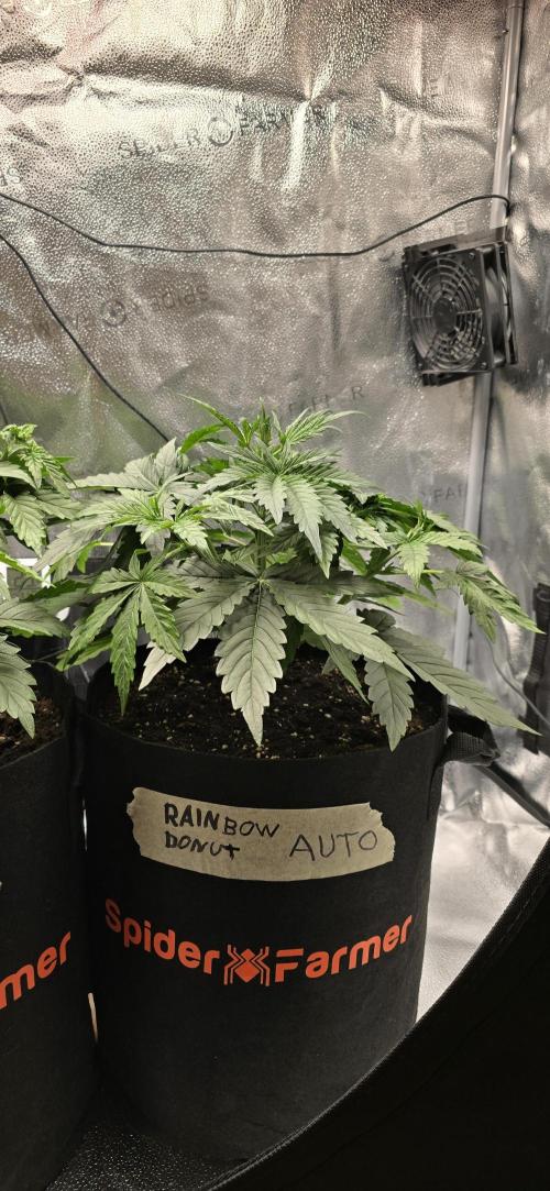 🔥3 Strains Chaos - Anesia Seeds grow. Week 4 - Rainbow Donut Day 22