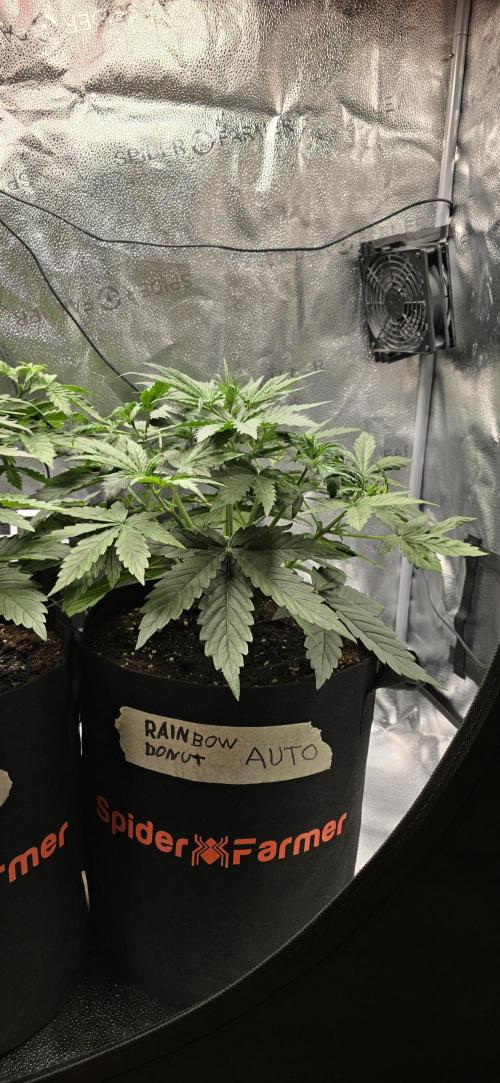 🔥3 Strains Chaos - Anesia Seeds grow. Week 4 - Rainbow Donut Day 23