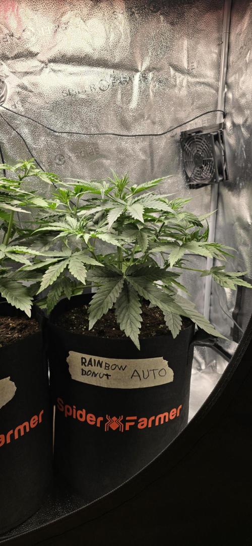 🔥3 Strains Chaos - Anesia Seeds grow. Week 4 - Rainbow Donut Day 24