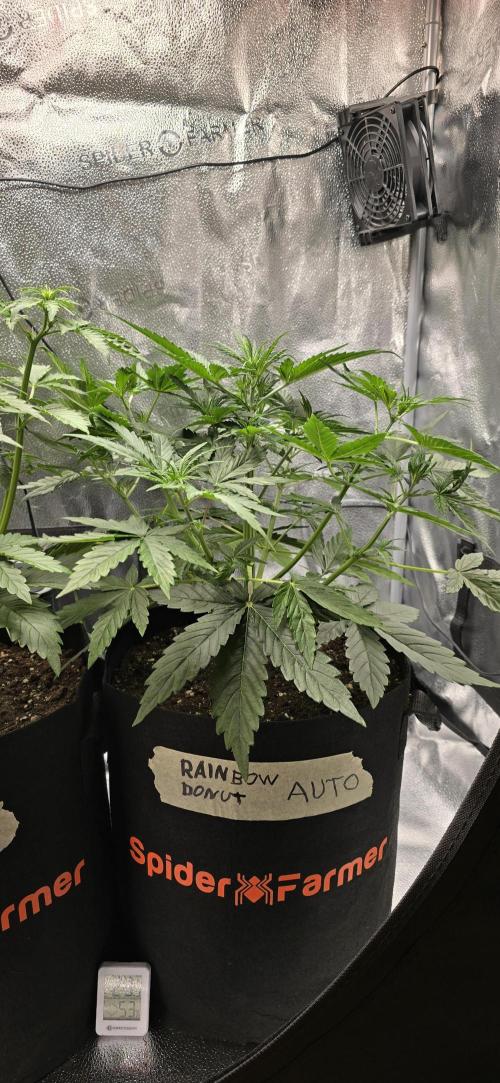 🔥3 Strains Chaos - Anesia Seeds grow. Week 4 - Rainbow Donut Day 25