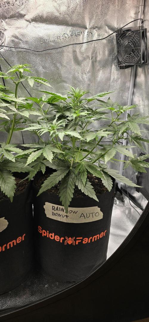 🔥3 Strains Chaos - Anesia Seeds grow. Week 4 - Rainbow Donut Day 26
