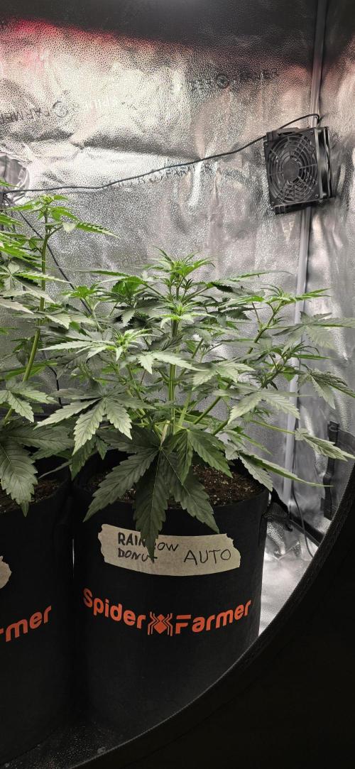 🔥3 Strains Chaos - Anesia Seeds grow. Week 4 - Rainbow Donut Day 27