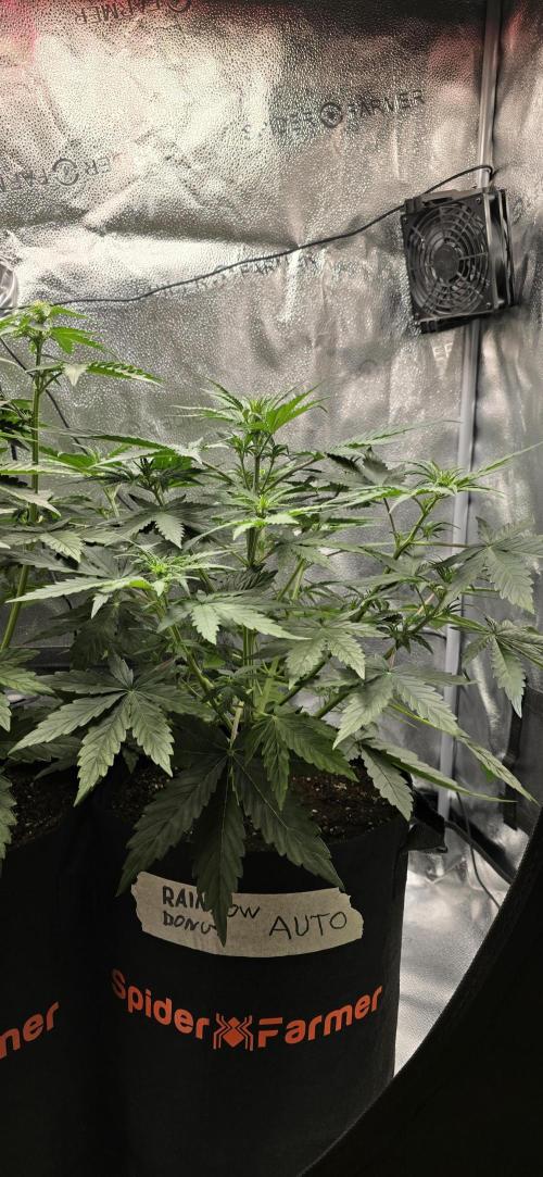 🔥3 Strains Chaos - Anesia Seeds grow. Week 4 - Rainbow Donut Day 28