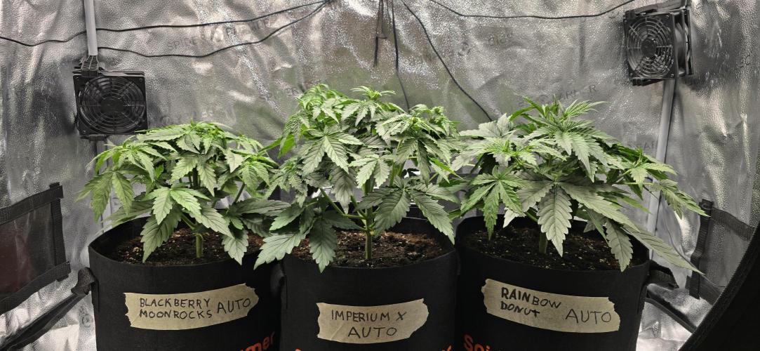 🔥3 Strains Chaos - Anesia Seeds grow. Week 4 - All 3 Day 22