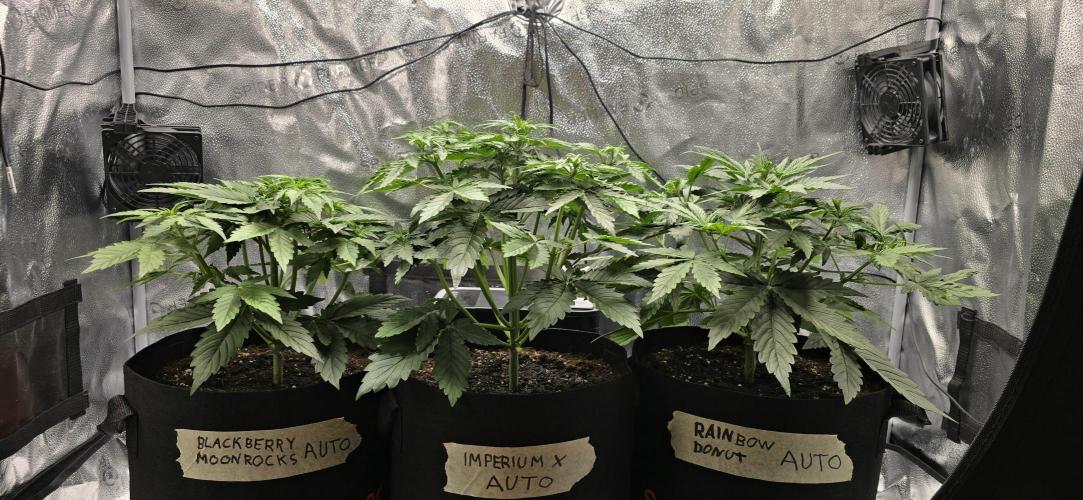 🔥3 Strains Chaos - Anesia Seeds grow. Week 4 - All 3 Day 23