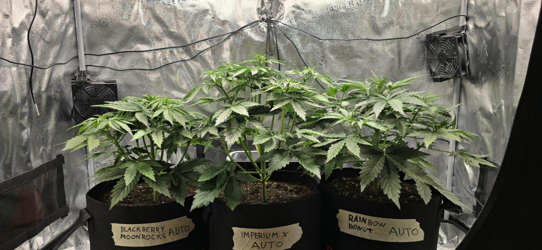 🔥3 Strains Chaos - Anesia Seeds grow. Week 4 - All 3 Day 24