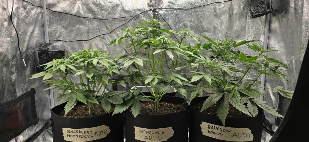 🔥3 Strains Chaos - Anesia Seeds grow. Week 4 - All 3 Day 25