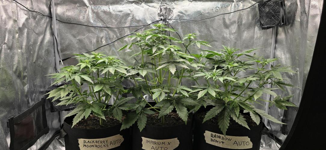 🔥3 Strains Chaos - Anesia Seeds grow. Week 4 - All 3 Day 26