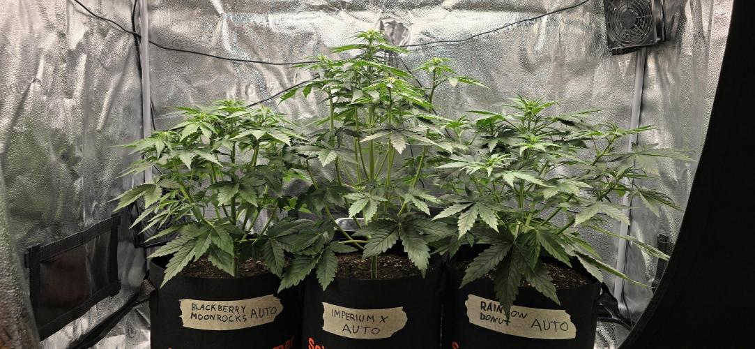 🔥3 Strains Chaos - Anesia Seeds grow. Week 4 - All 3 Day 27