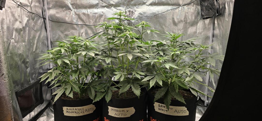 🔥3 Strains Chaos - Anesia Seeds grow. Week 4 - All 3 Day 28