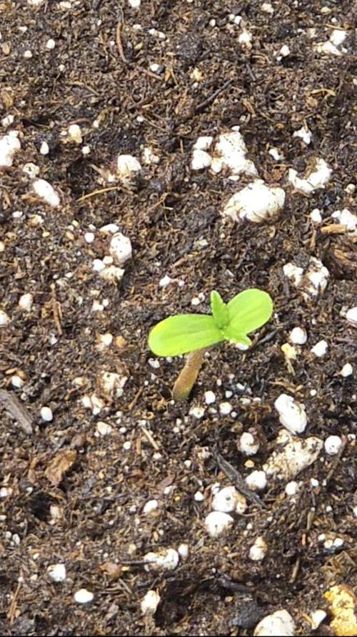 🍓RF3 Strawberry Gorilla🦍. Week 1