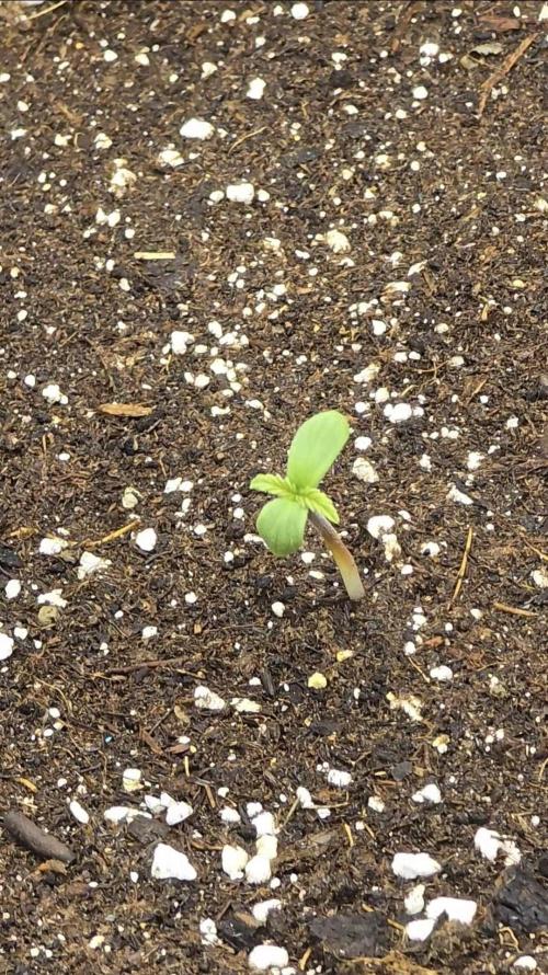 🍓RF3 Strawberry Gorilla🦍. Week 1
