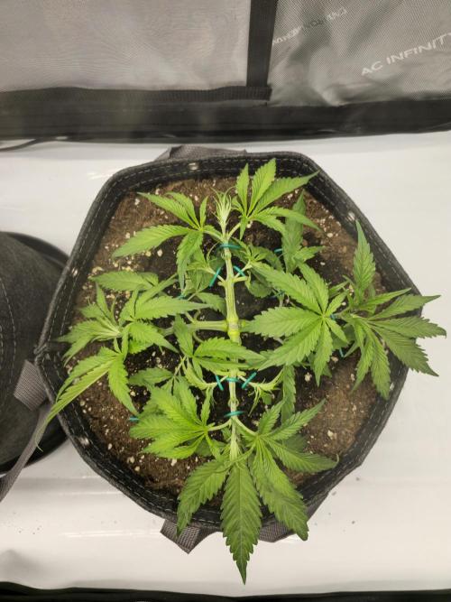🍋Monster Lemon Cherry Gelato🍒🍦. Week 3 - Right Plant