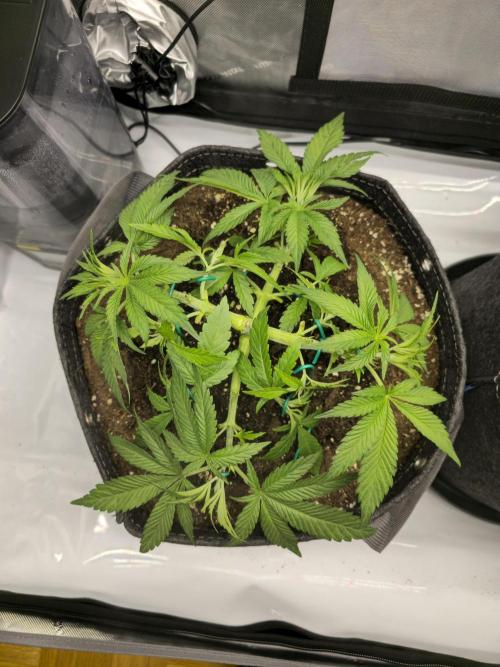 🍋Monster Lemon Cherry Gelato🍒🍦. Week 3 - Left Plant