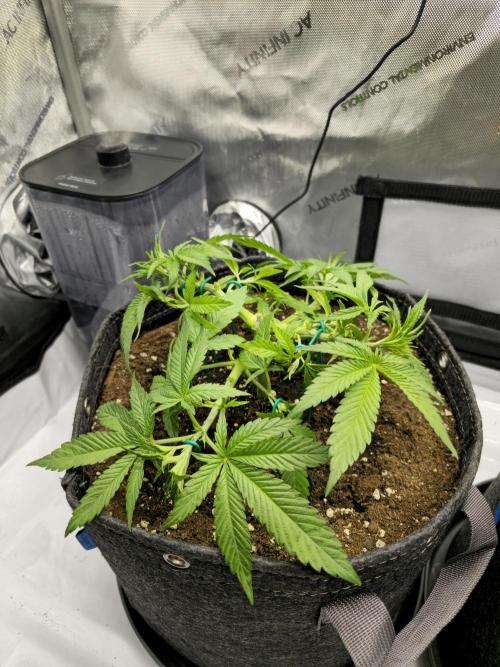 🍋Monster Lemon Cherry Gelato🍒🍦. Week 3 - Left Plant