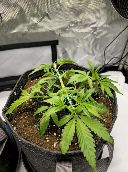 🍋Monster Lemon Cherry Gelato🍒🍦. Week 3 - Right Plant