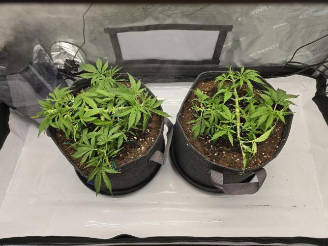 🍋Monster Lemon Cherry Gelato🍒🍦. Week 3 - Both Plants